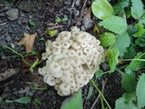 Polyporus umbellatus image