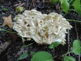 Polyporus umbellatus image