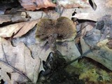 Coltricia cinnamomea image