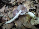 Cortinarius iodes image