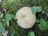 Russula variata image