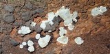 Kretzschmaria deusta image