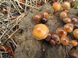 Psilocybe coprophila image