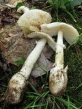 Amanita murrilliana image