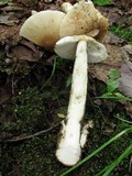 Amanita murrilliana image