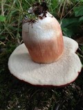 Xanthoconium purpureum image