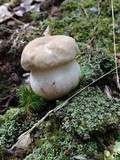 Boletus pallidus image