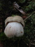 Boletus pallidus image