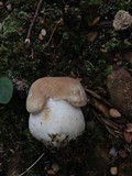 Boletus pallidus image