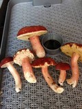 Xanthoconium purpureum image