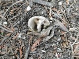 Geopora sepulta image