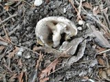 Geopora sepulta image