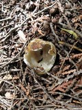 Geopora sepulta image