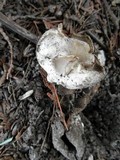 Geopora sepulta image