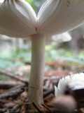 Amanita sect. Vaginatae image