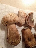 Tylopilus rubrobrunneus image