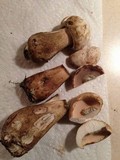 Tylopilus rubrobrunneus image