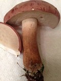 Tylopilus rubrobrunneus image