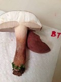 Tylopilus rubrobrunneus image