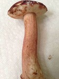 Tylopilus badiceps image