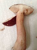 Tylopilus badiceps image