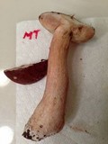 Tylopilus badiceps image