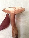 Tylopilus badiceps image