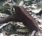 Inocybe tahquamenonensis image