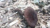 Inocybe tahquamenonensis image