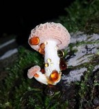 Rhodotus palmatus image