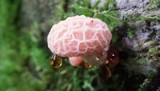 Rhodotus palmatus image