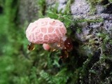 Rhodotus palmatus image
