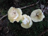 Russula heterophylla image