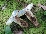 Boletus vermiculosus image