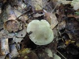 Lyophyllum fuligineum image