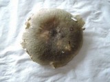 Russula heterophylla image