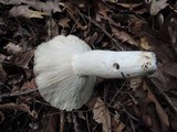 Russula cyanoxantha image