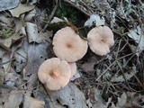 Lactarius helvus image