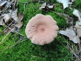 Lactarius helvus image