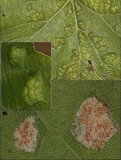 Plasmopara viticola image
