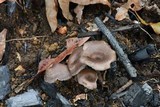 Faerberia carbonaria image