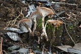 Faerberia carbonaria image