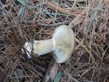 Lactarius deterrimus image