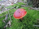 Butyriboletus frostii image