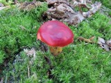 Butyriboletus frostii image