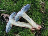 Butyriboletus frostii image