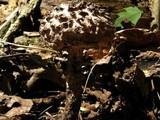 Strobilomyces confusus image
