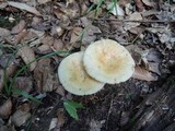 Russula fragrantissima image