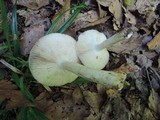Russula fragrantissima image