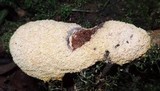 Fuligo septica image